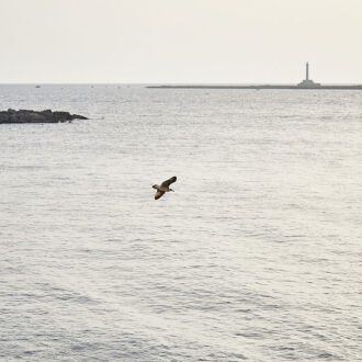 gallery_gallipoli_05